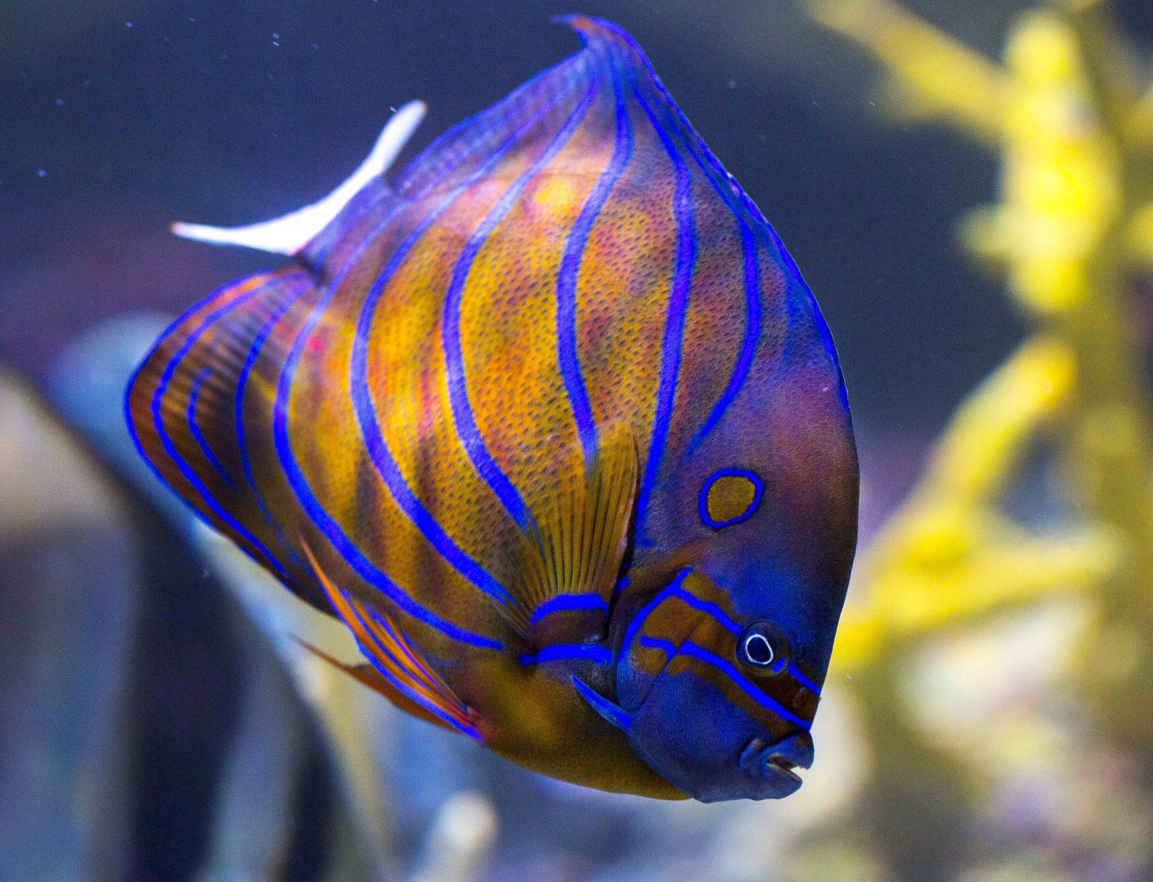 Science Center aquarium preview